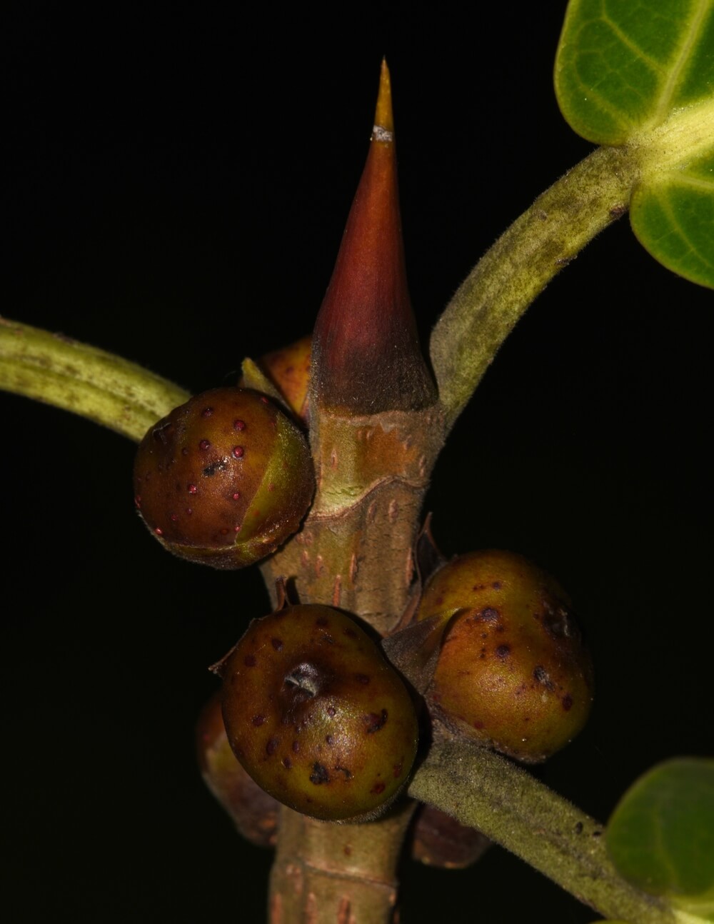 Frutos de higuerón, Ficus tuerckheimii