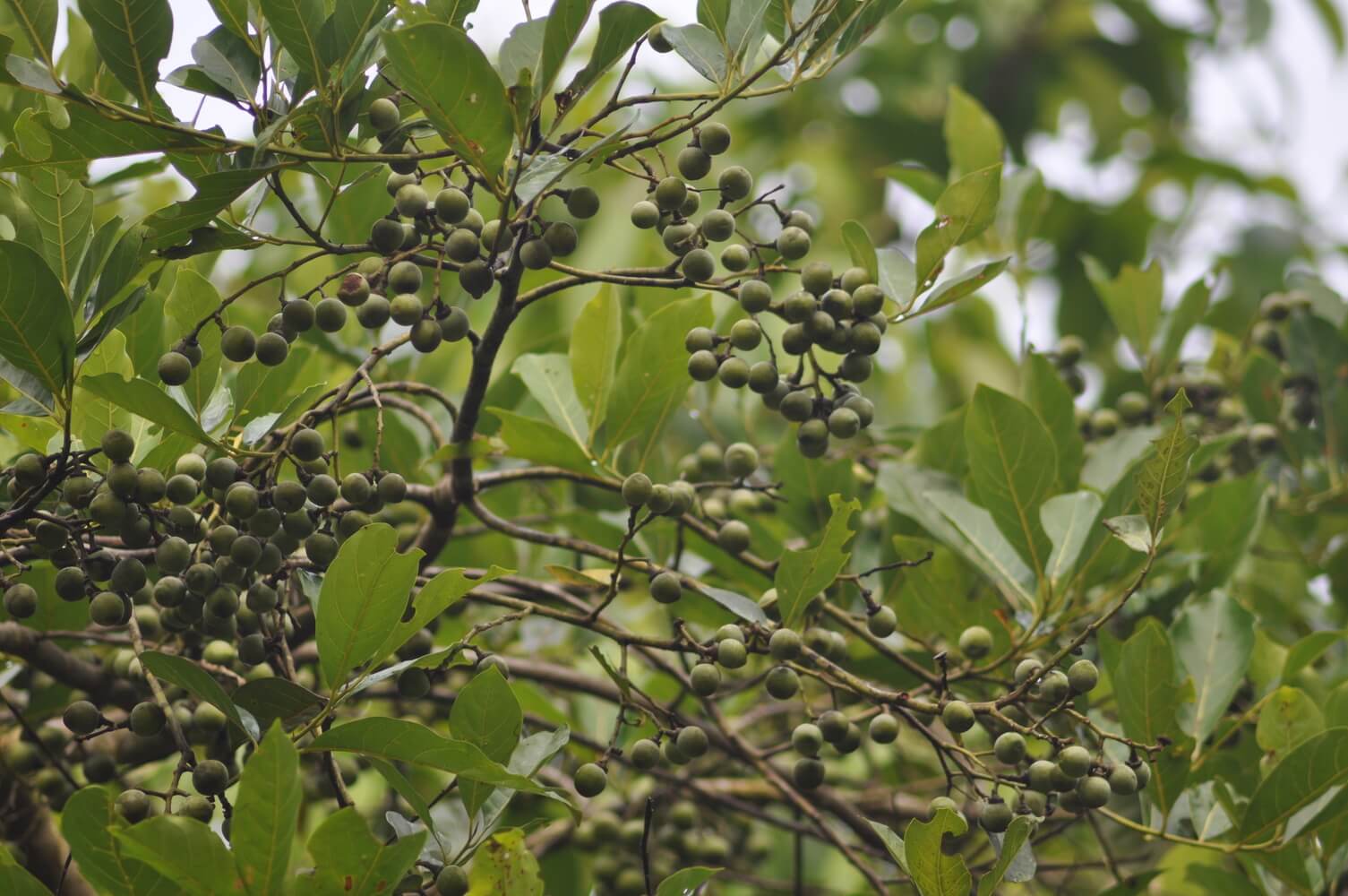 Frutos de Ocotea floribunda