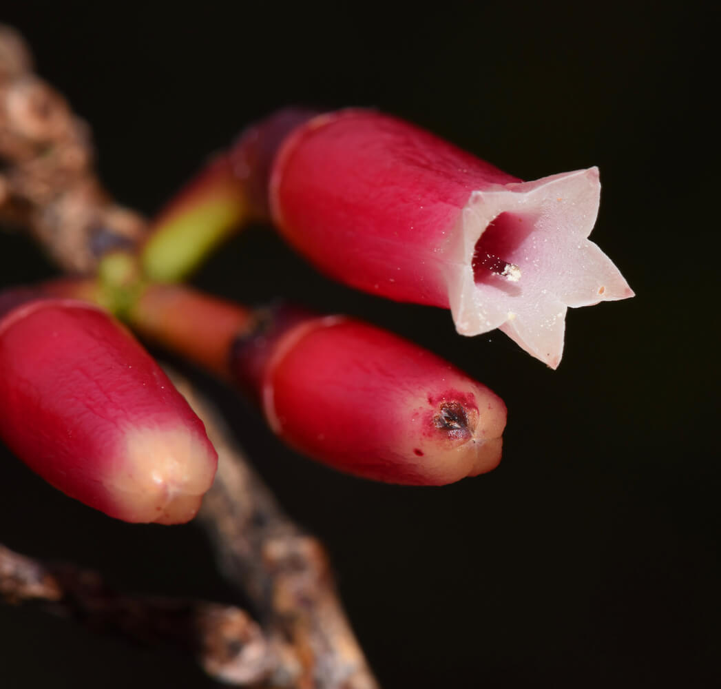 Flores de Macleania rupestris