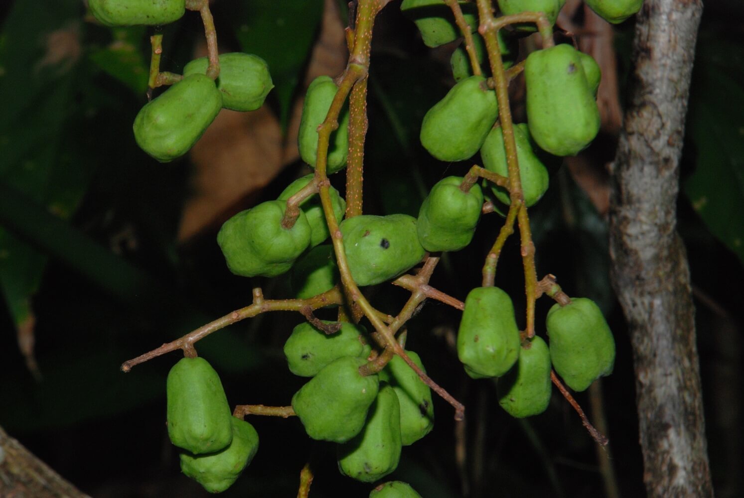 Frutos de jobo, Spondias mombin
