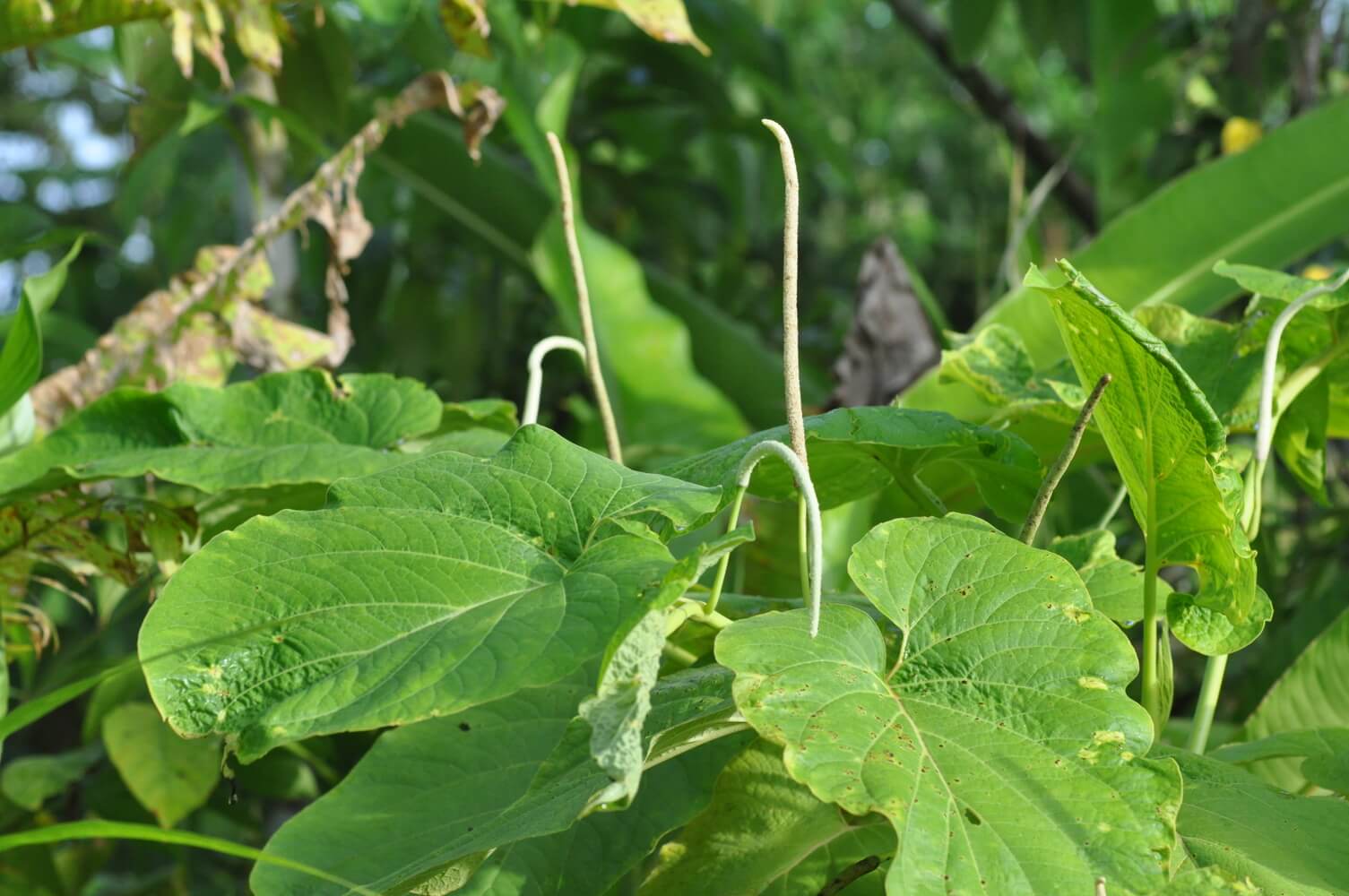 Piper auritum