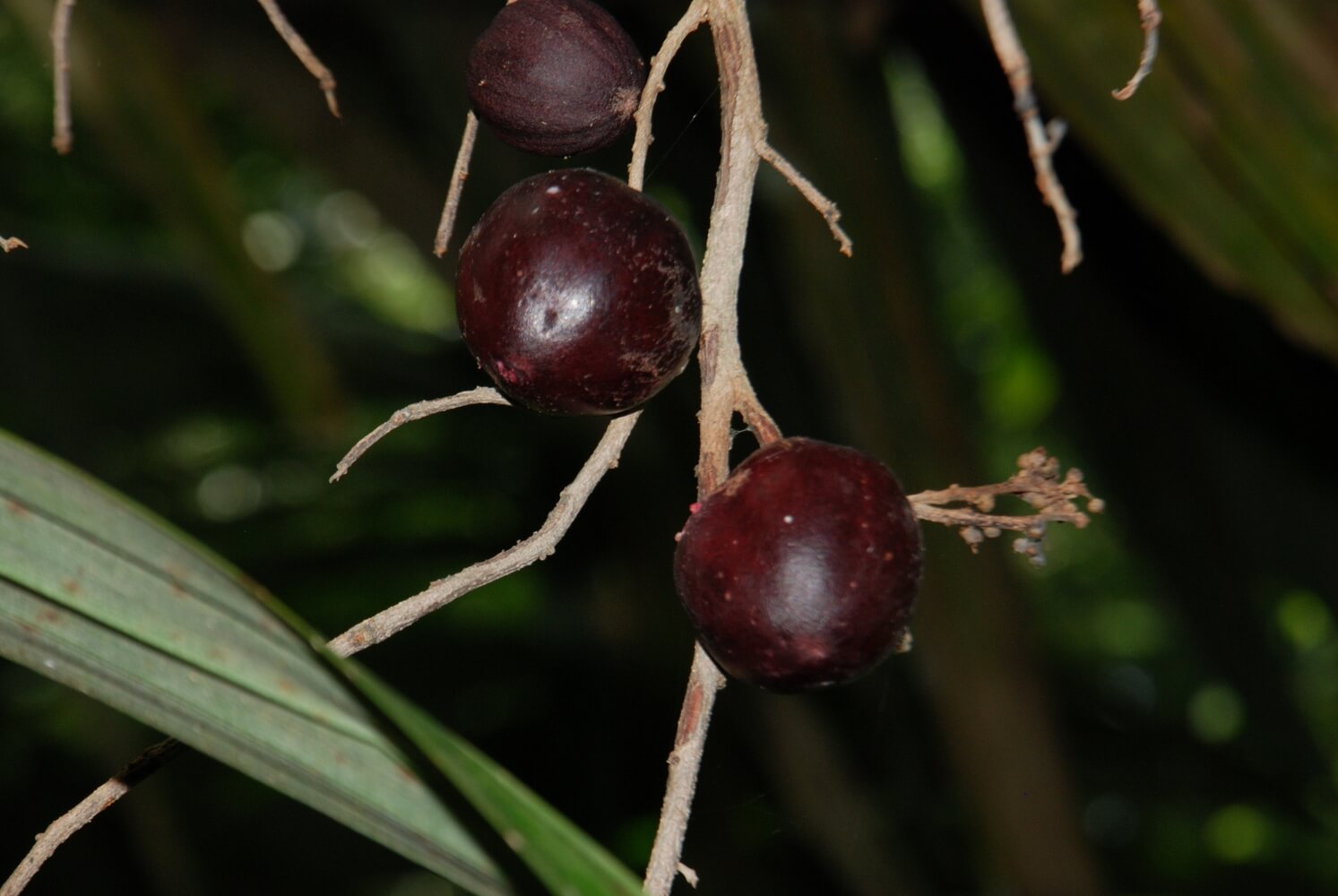 Frutos de cafecillo, Palicourea guianensis