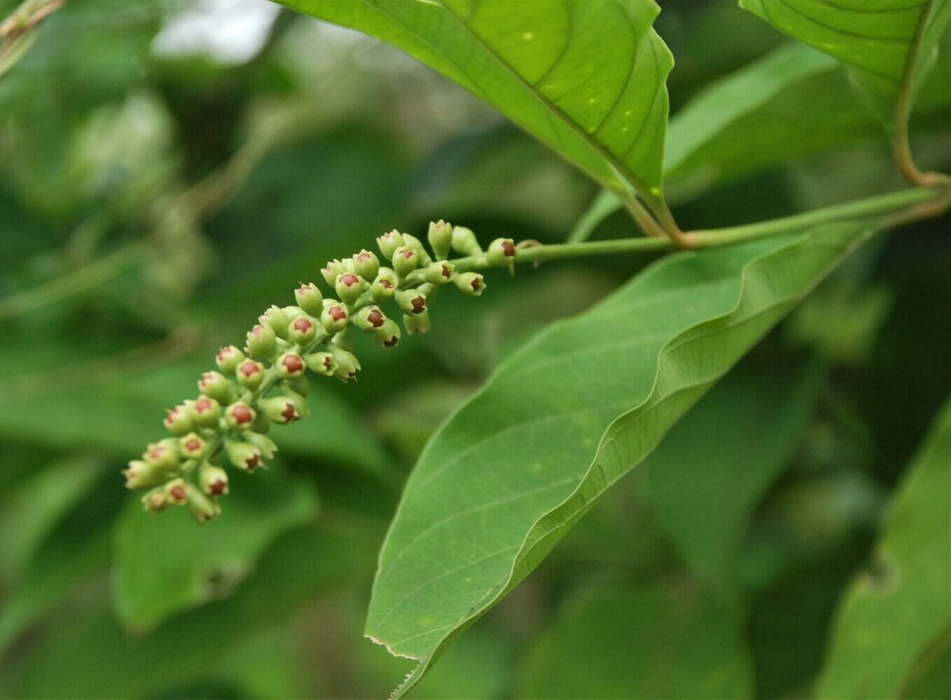 Dama, Citharexylum cooperi