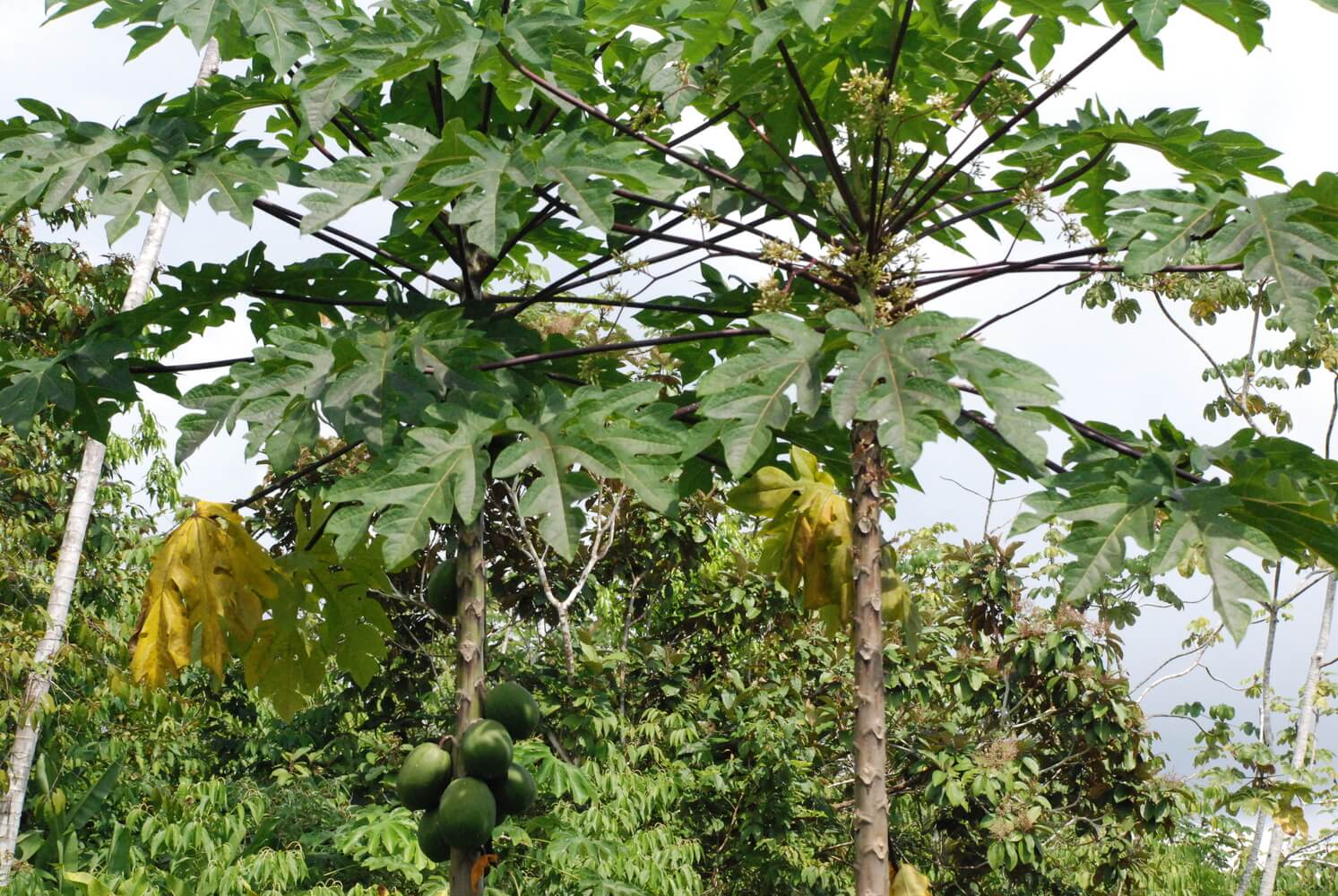 Papaya, Carica papaya