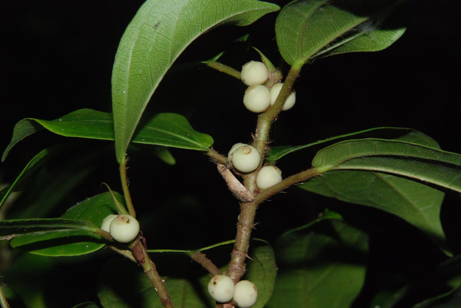 Frutos de higuerón, Ficus colubrinae