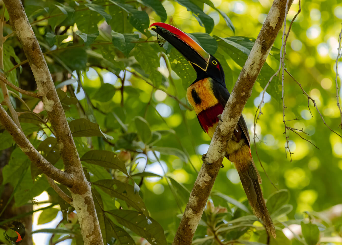 Tucancillo piquianaranjado, Pteroglossus frantzii