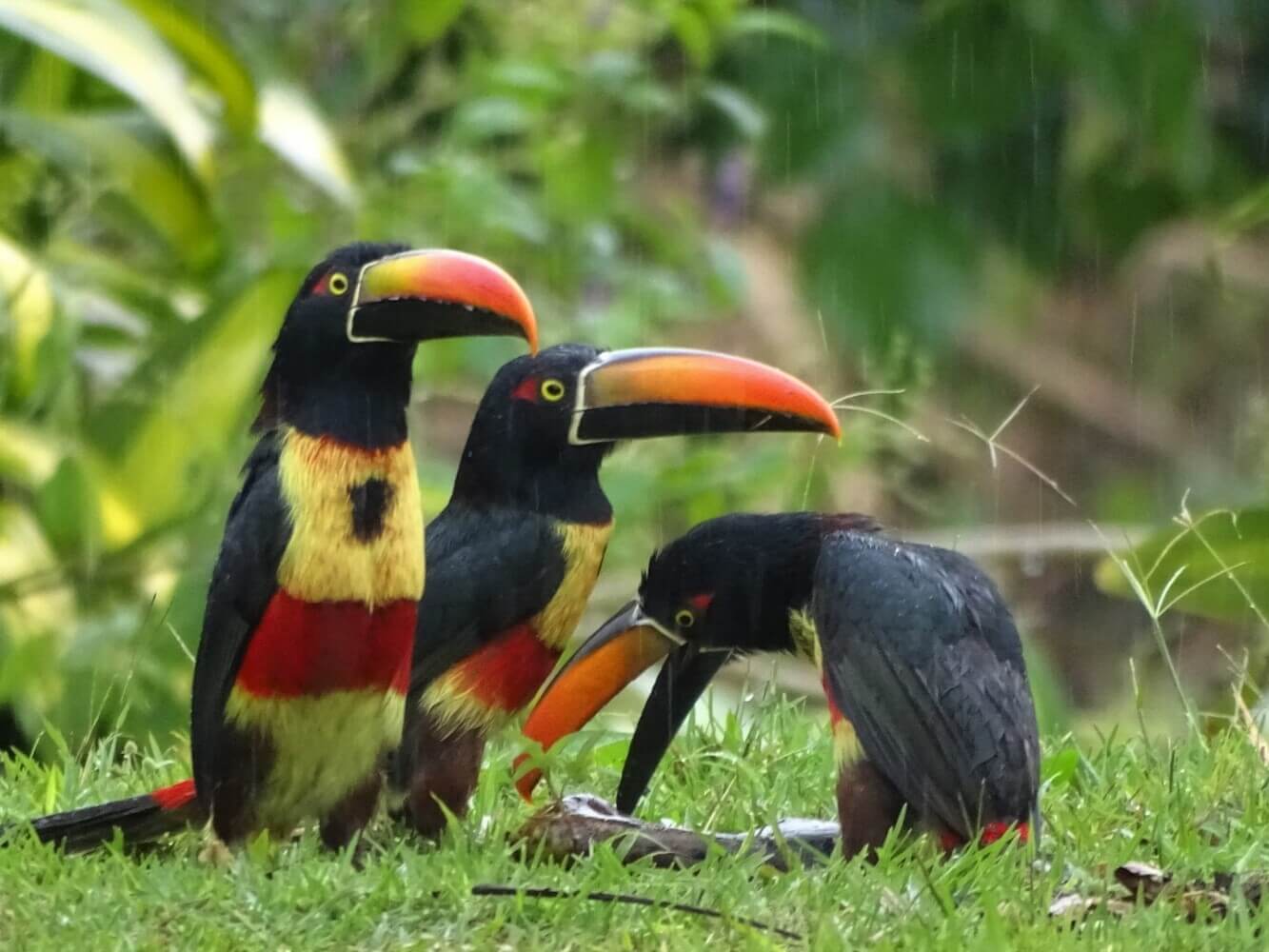 Tucancillos piquianaranjado, Pteroglossus frantzii