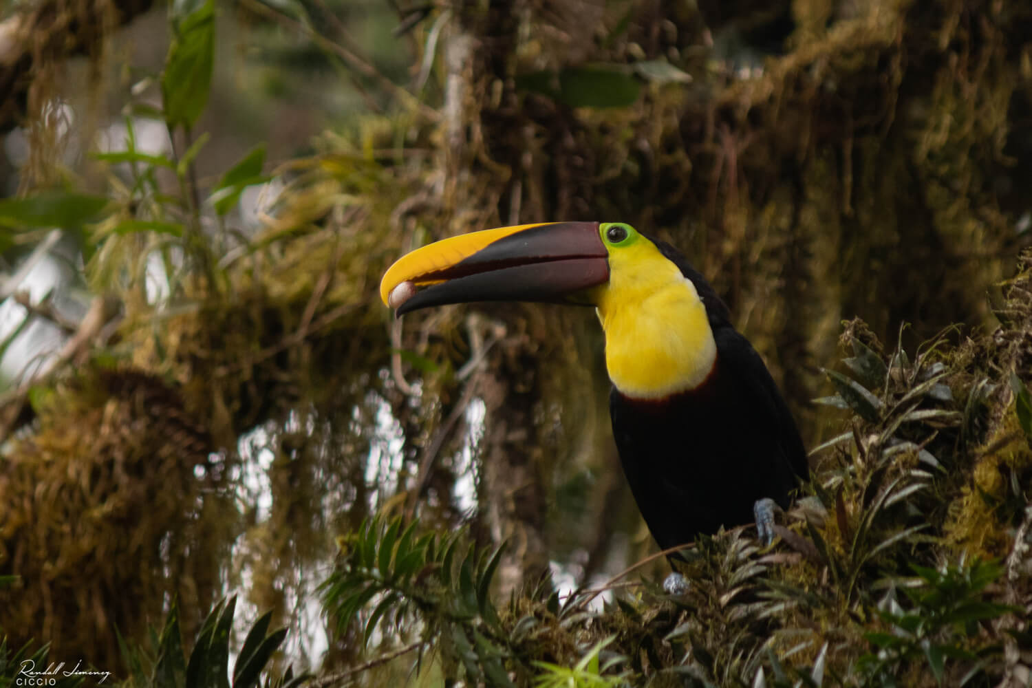 Tucán pico castaño, Ramphastos ambiguus