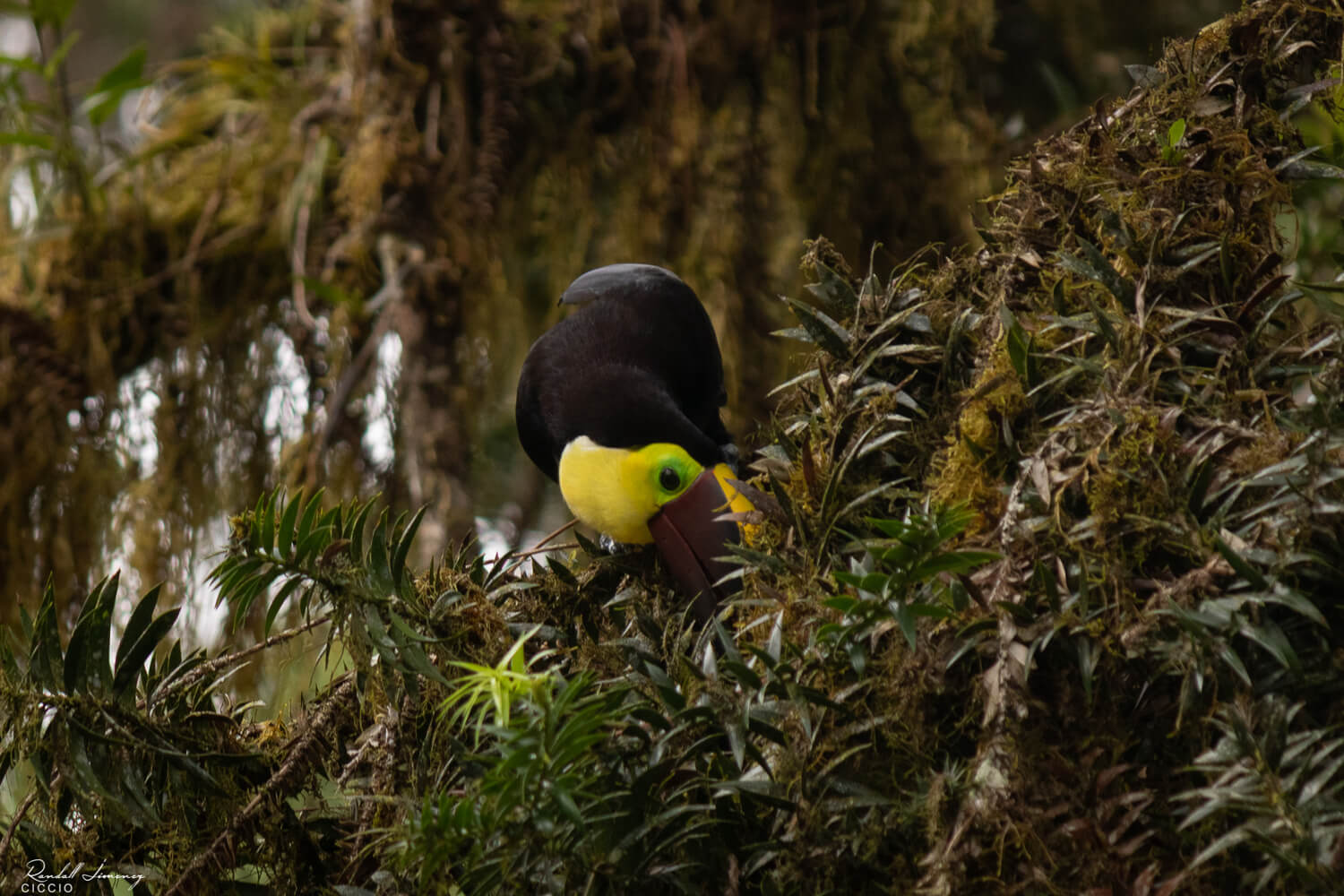 Tucán pico castaño, Ramphastos ambiguus