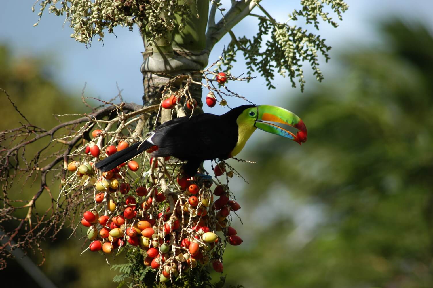 Tucán pico iris, Ramphastos sulfuratus