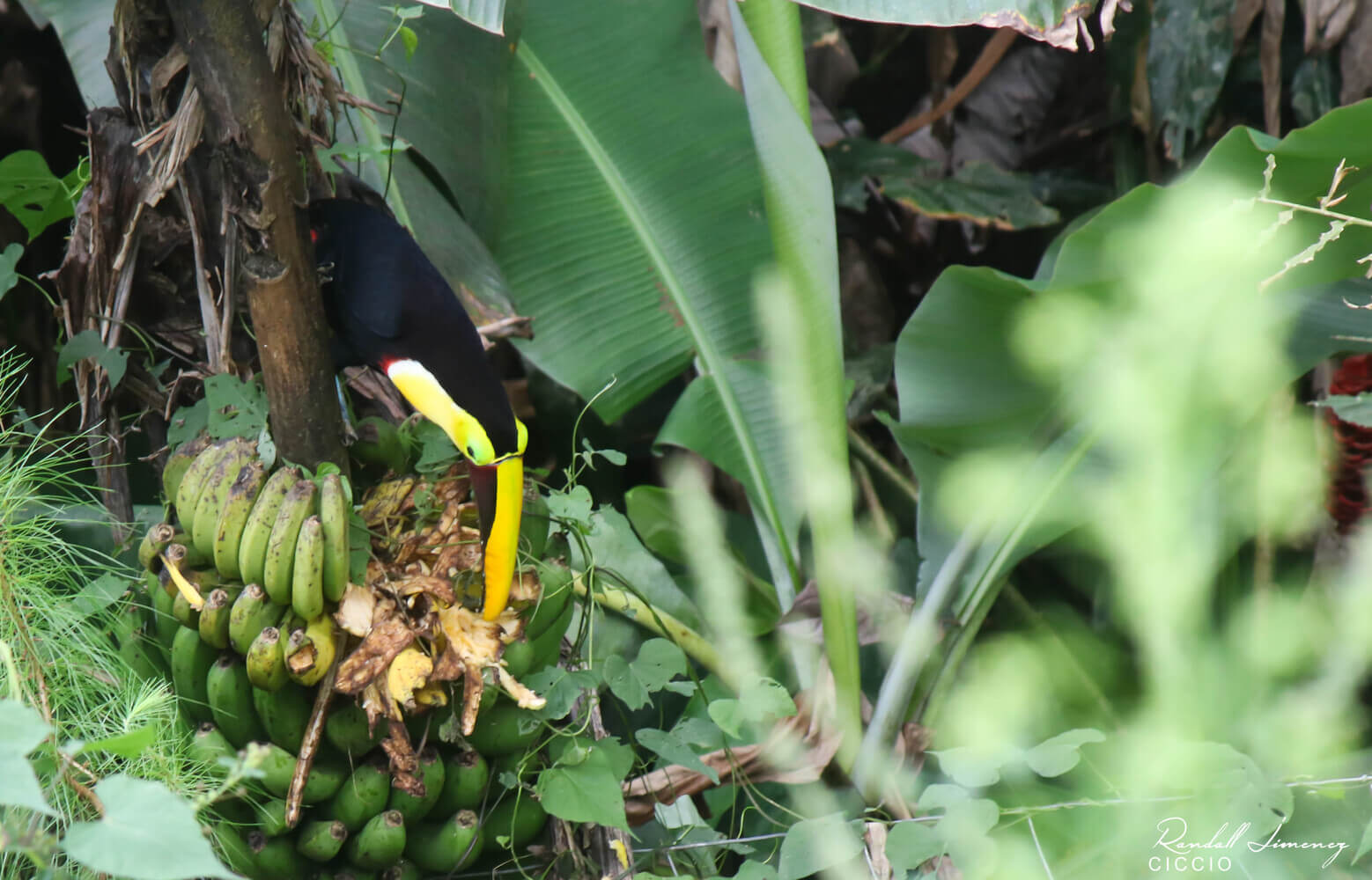 Tucán pico castaño, Ramphastos ambiguus