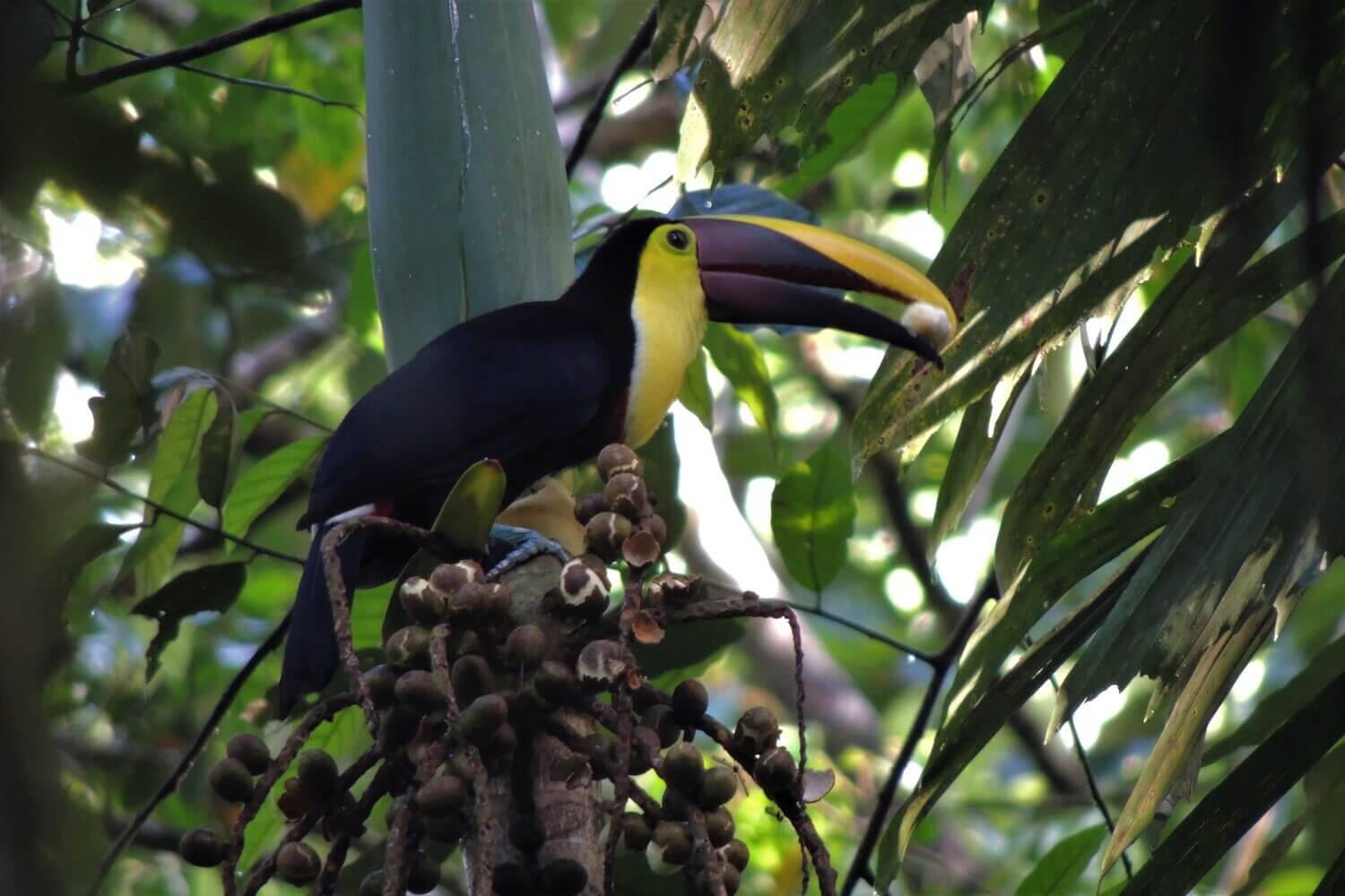 Tucán pico castaño, Ramphastos ambiguus