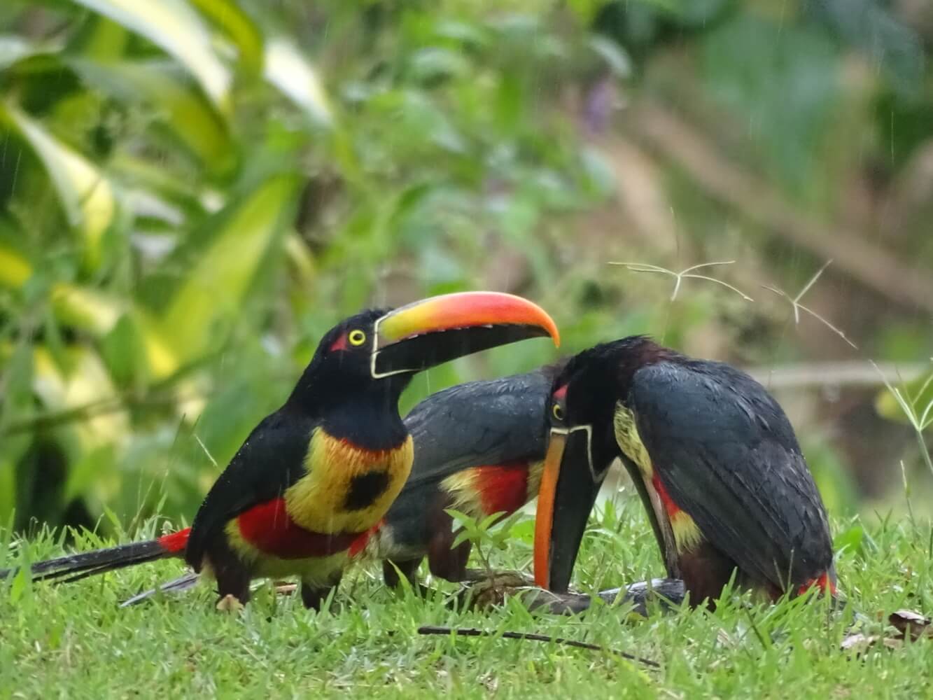 Grupo de tucancillos piquianaranjado, Pteroglossus frantzii