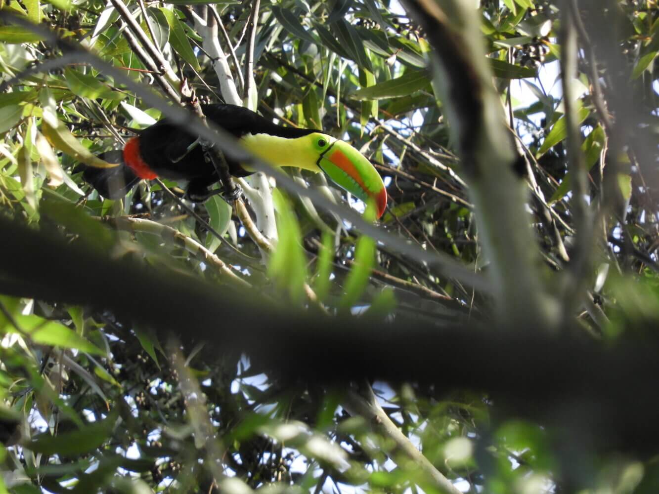 Tucán pico iris, Ramphastos sulfuratus