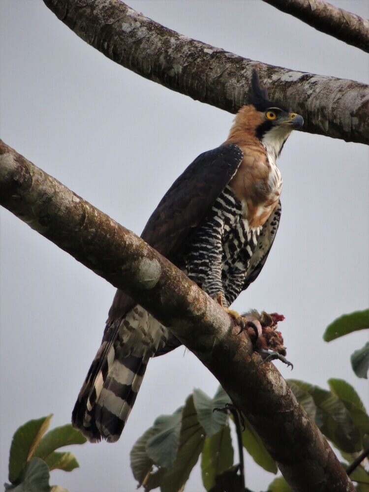 Aguilillo penachudo, Spizaetus ornatus