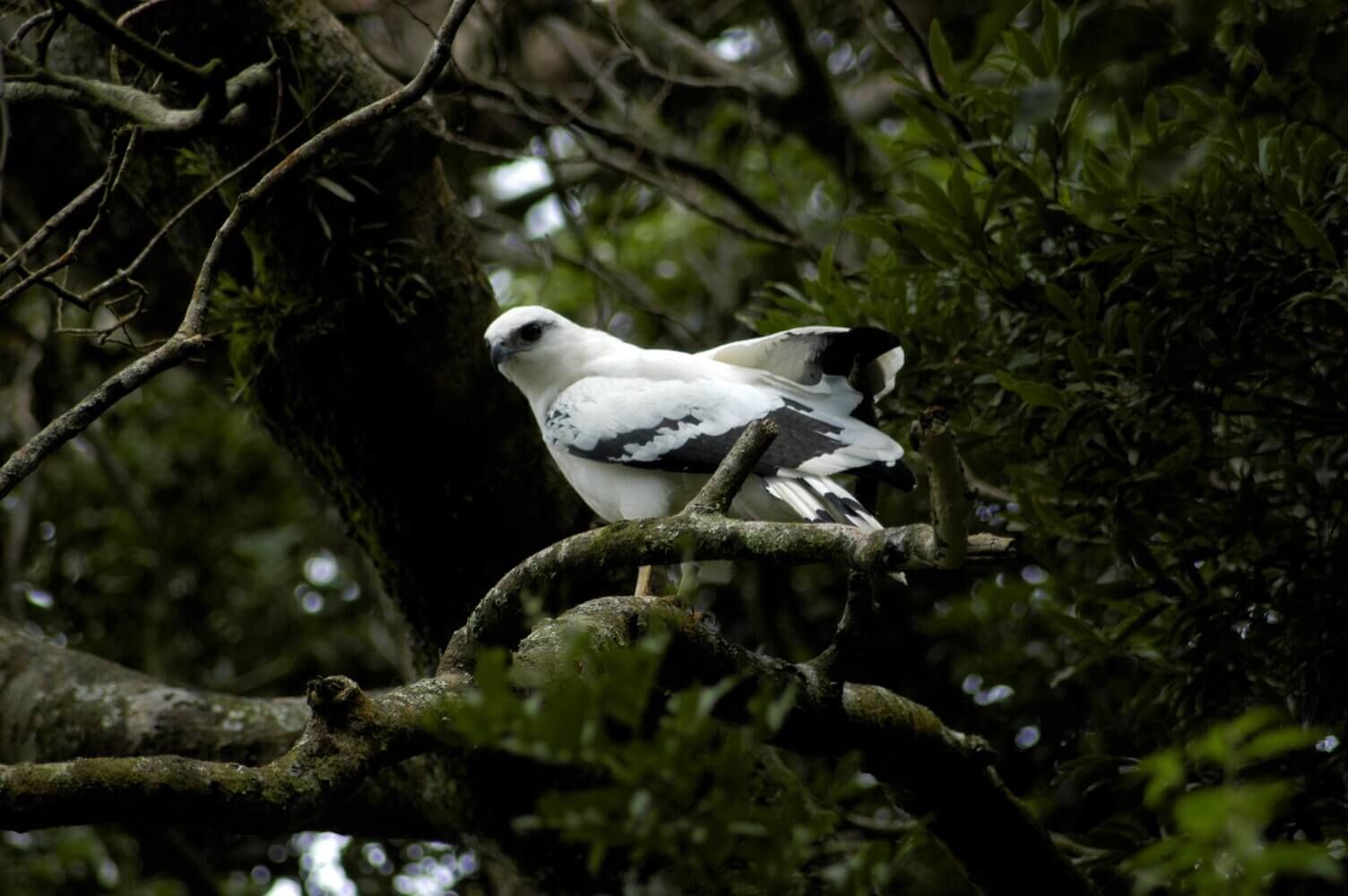 Gavilán blanco, Pseudastur albicollis