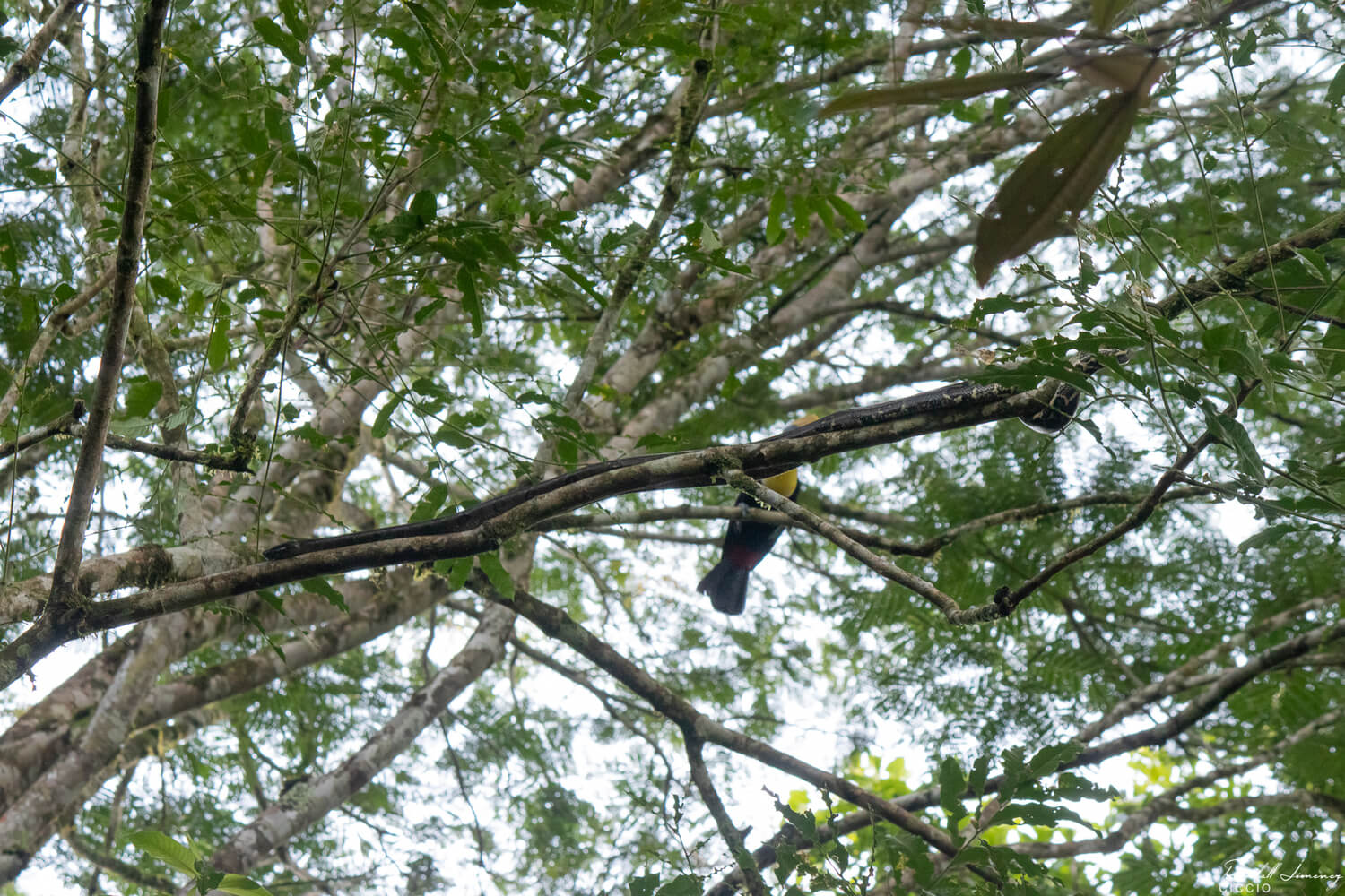 Boa (Boa constrictor) y tucán pico castaño (Ramphastos ambiguus)