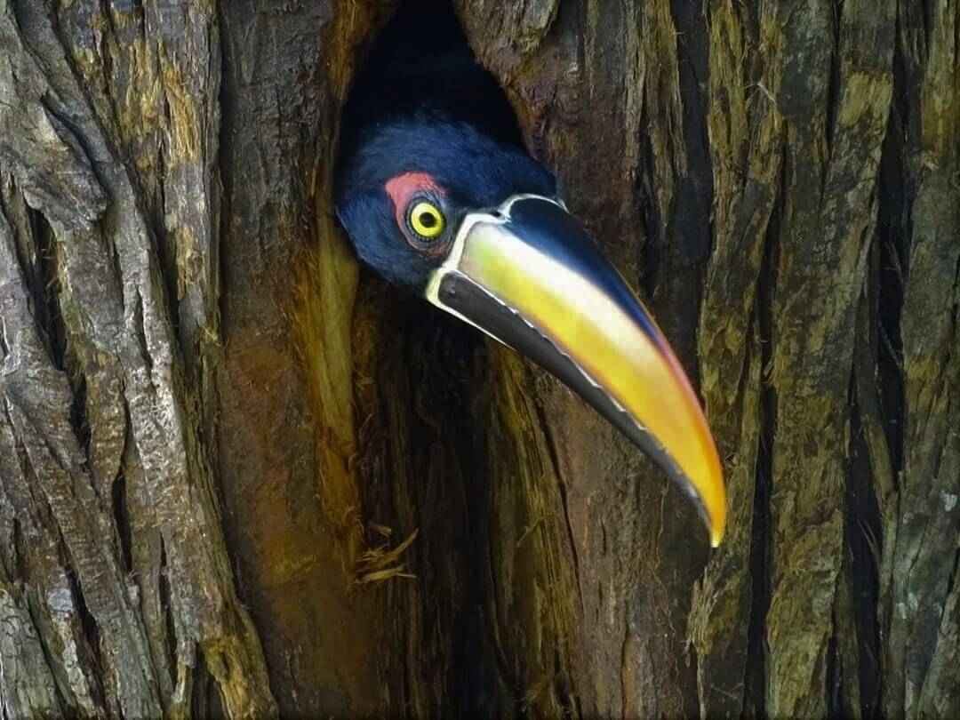 Tucancillo piquianaranjado, Pteroglossus frantzii