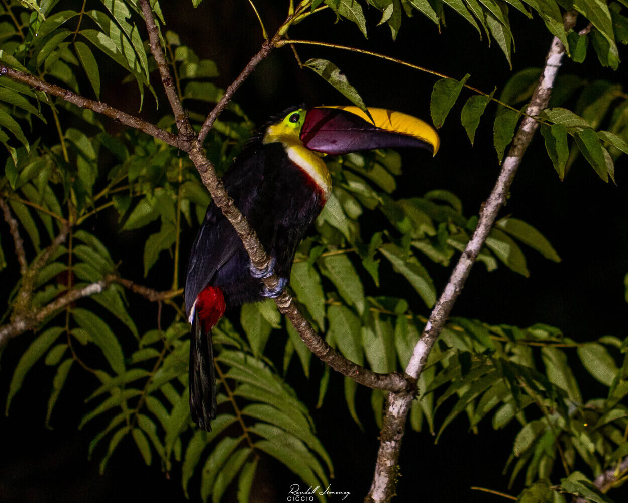 Tucán pico castaño, Ramphastos ambiguus