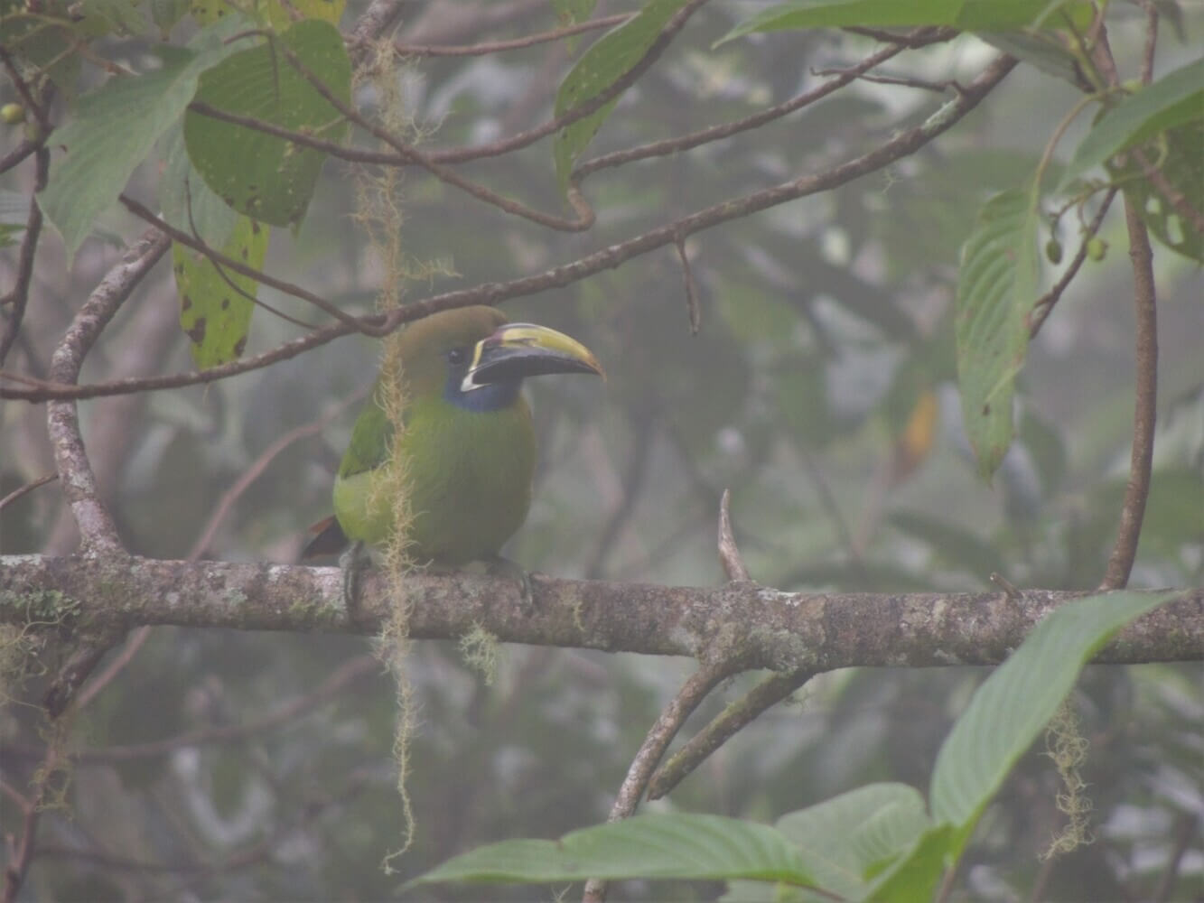Tucancillo verde, Aulacorhynchus prasinus