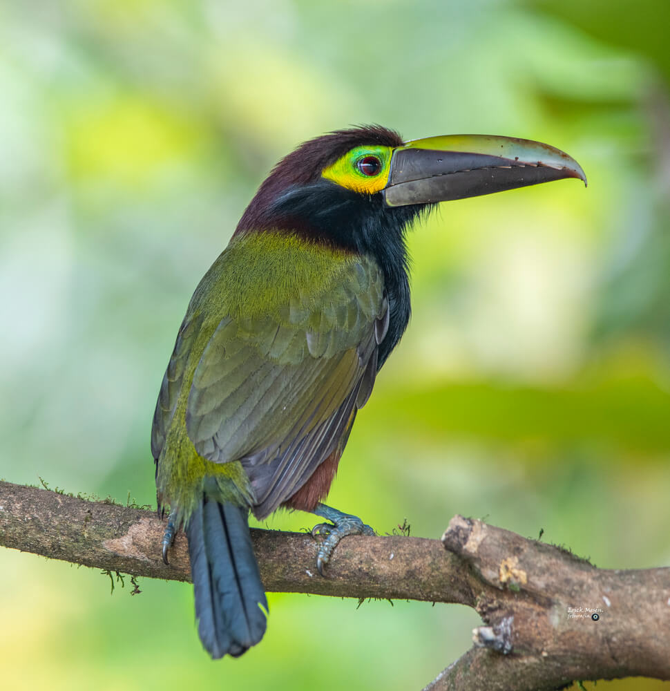 Tucancillo orejiamarillo, Selenidera spectabilis