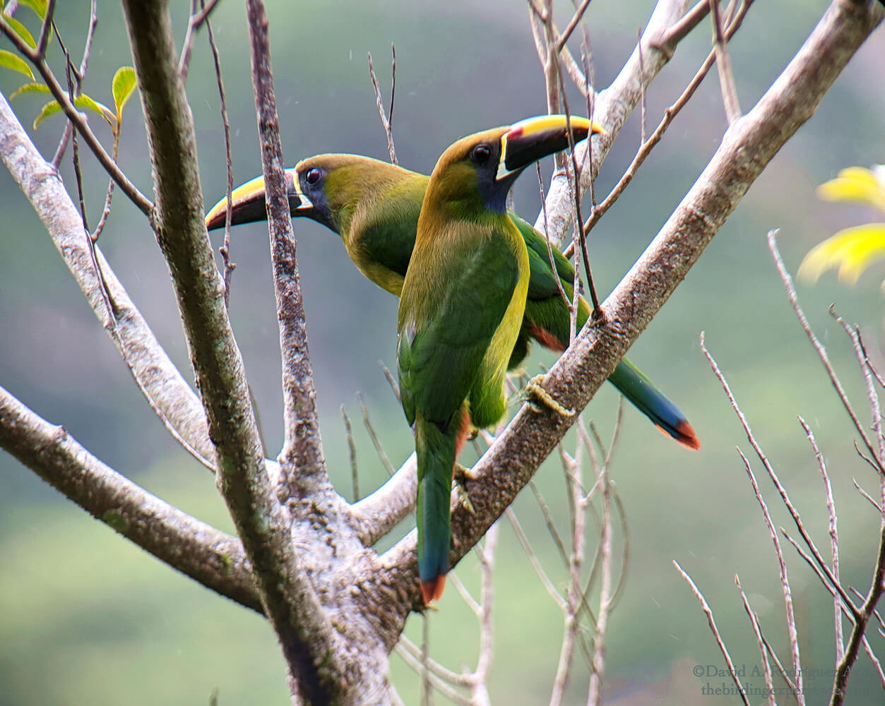 Pareja de tucancillo verde, Aulacorhynchus prasinus