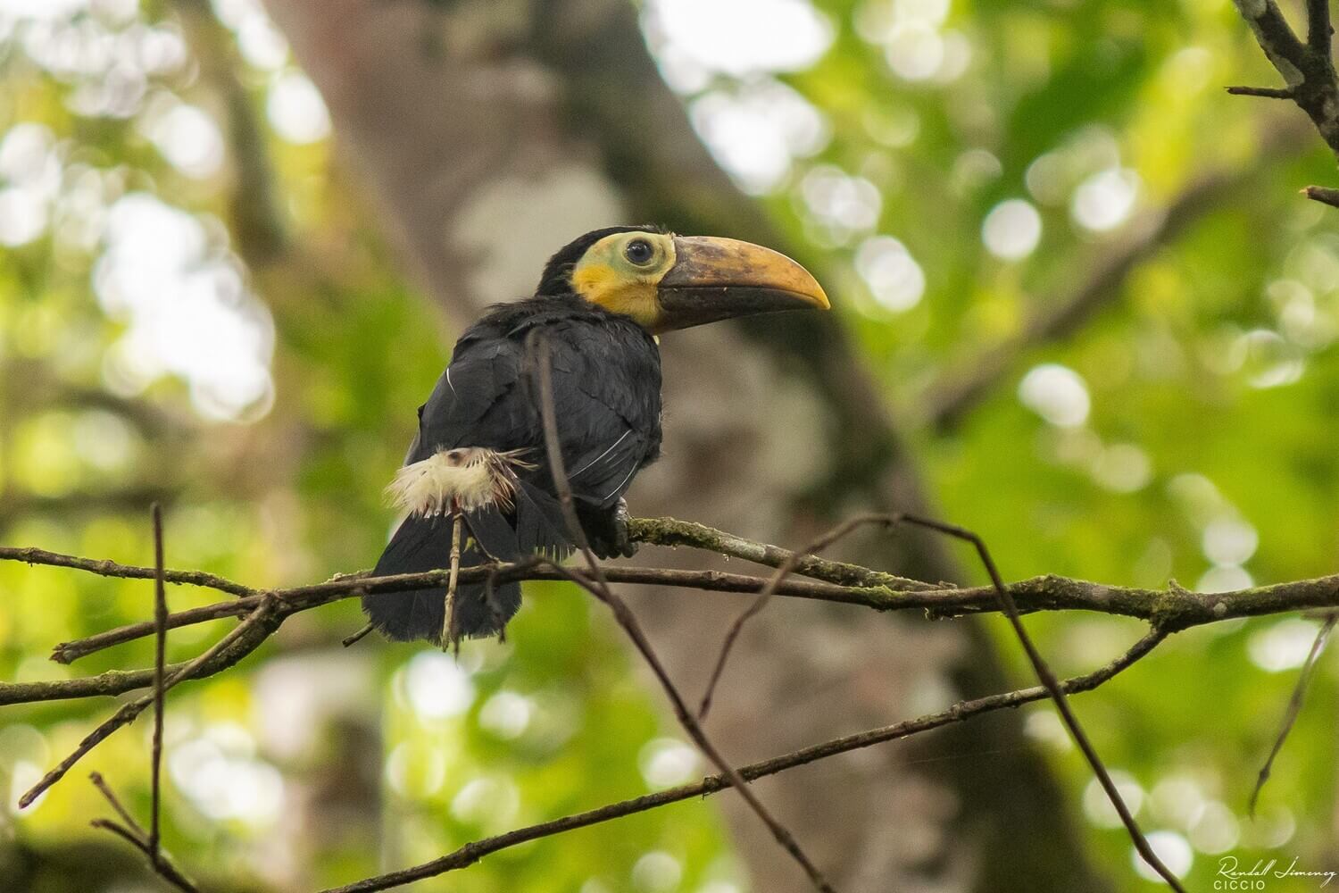 Inmaduro de tucán pico castaño, Ramphastos ambiguus