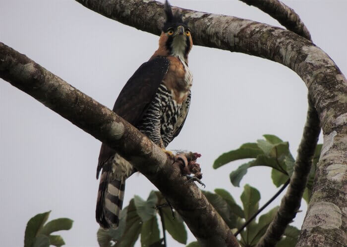 Aguilillo penachudo, Spizaetus ornatus