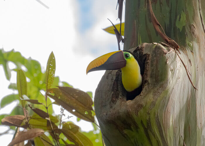 Tucán pico castaño, Ramphastos ambiguus