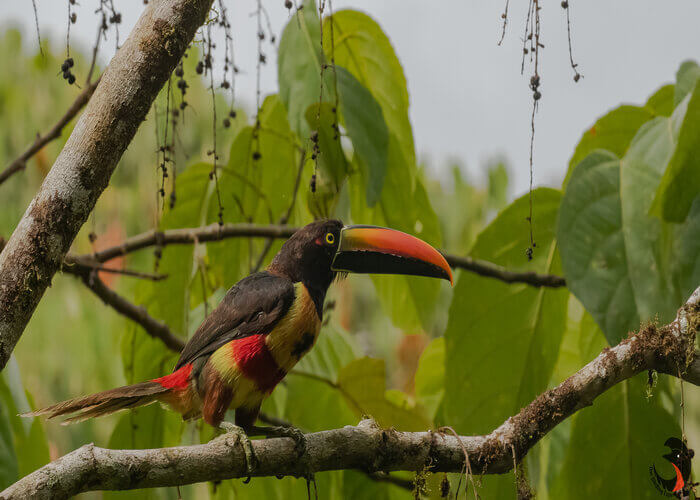 Tucancillo piquianaranjado, Pteroglossus frantzii