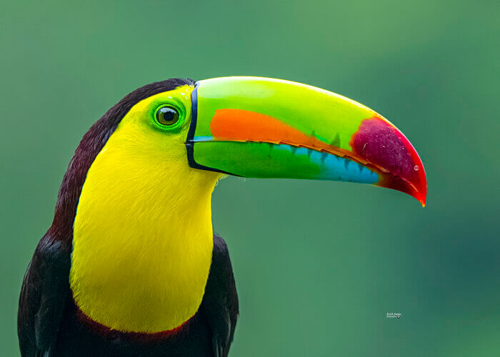 Tucán pico iris o pico arcoíris, Ramphastos sulfuratus