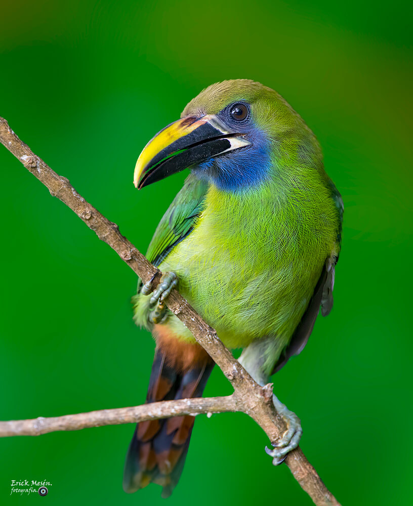 Tucancillo verde, curré verde, Aulacorhynchus prasinus
