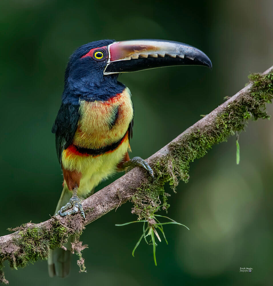 Tucancillo collarejo, Pteroglossus torquatus