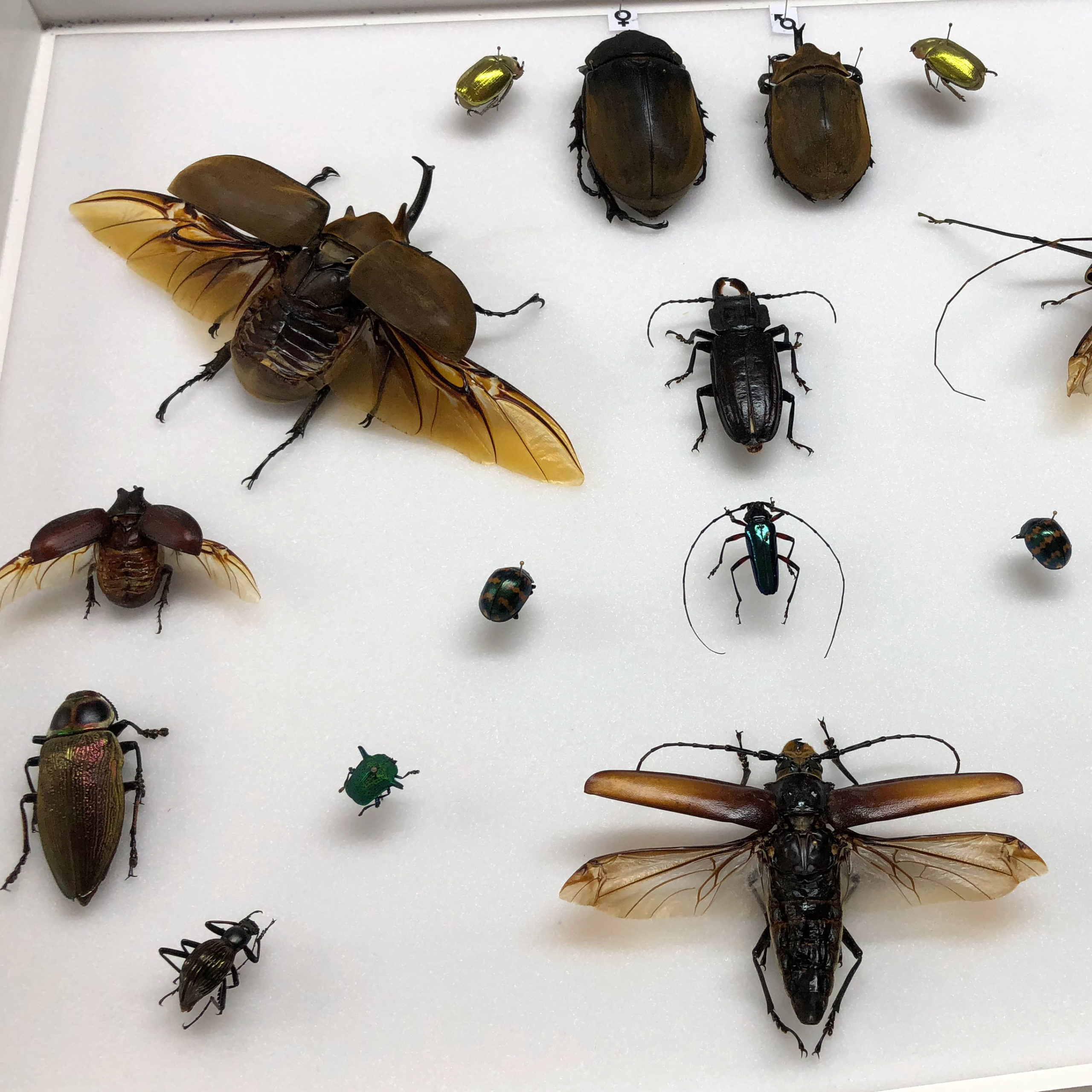 Exposición: Insectos Maravillosos