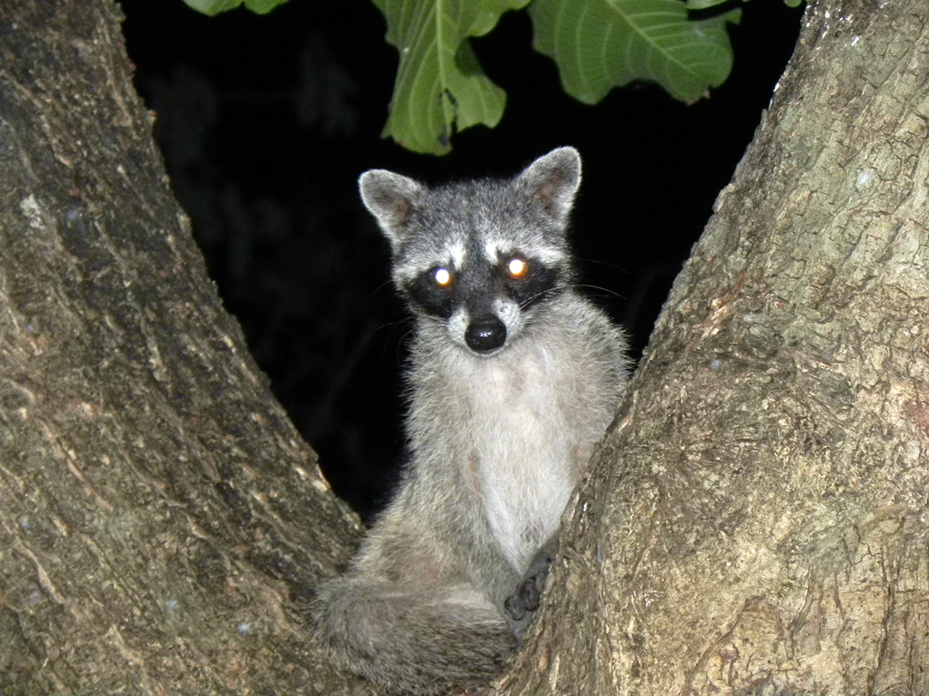 Taller Mamíferos Nocturnos en el bosque y la ciudad