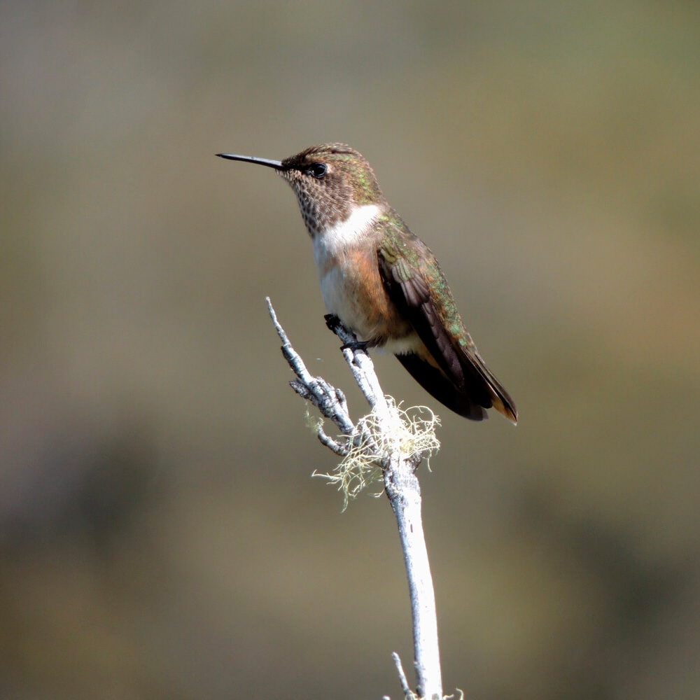 Taller Vuelo en la Cumbre: aves del páramo en Costa Rica