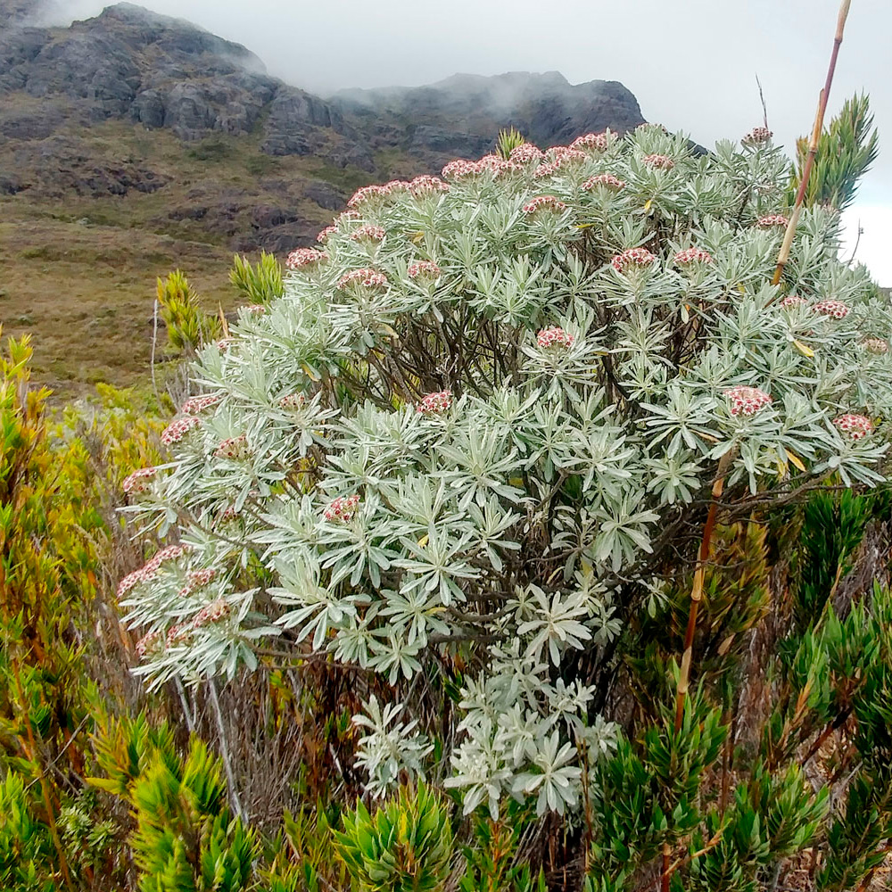 Taller Plantas del Páramo