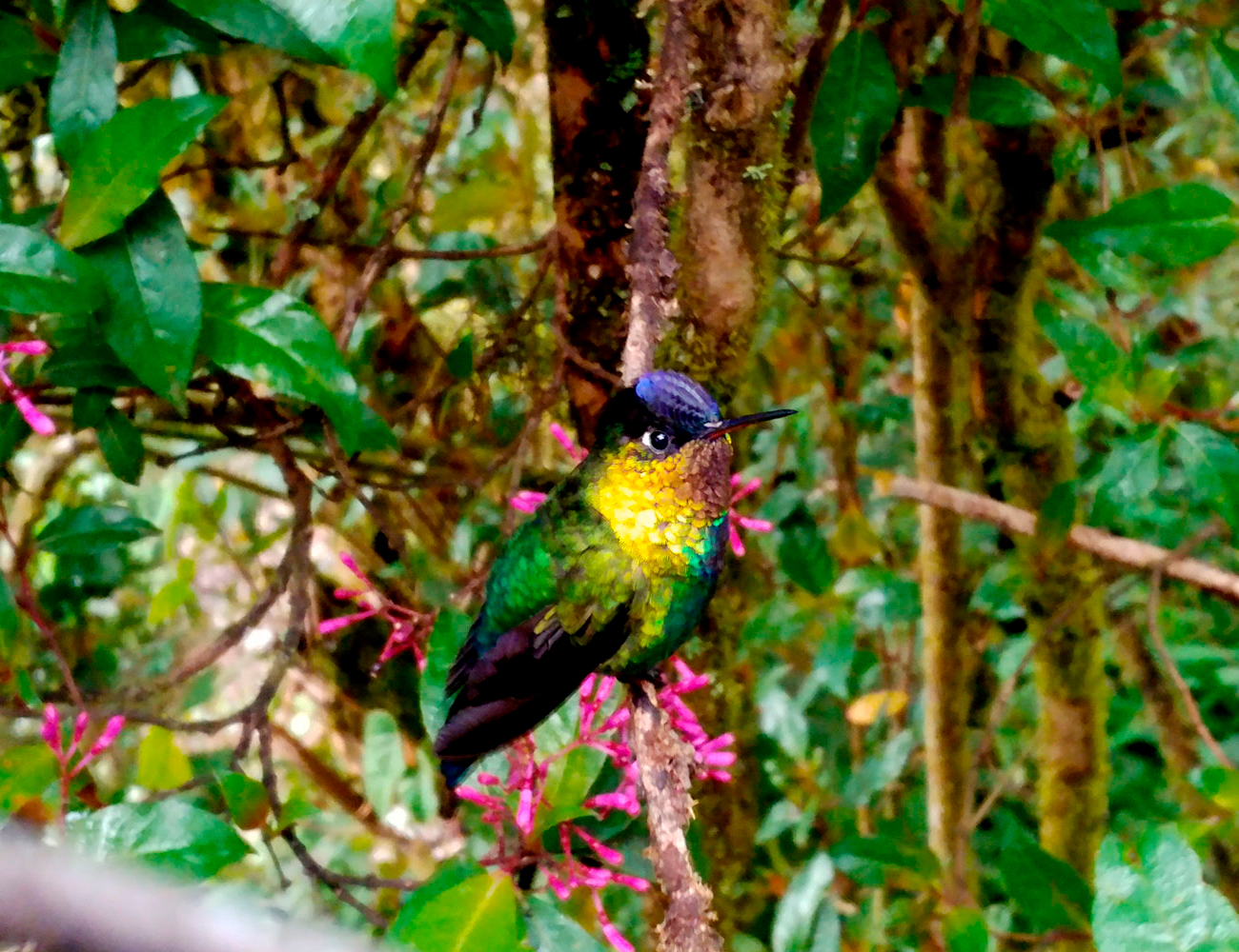 Taller El colibrí de Sibú