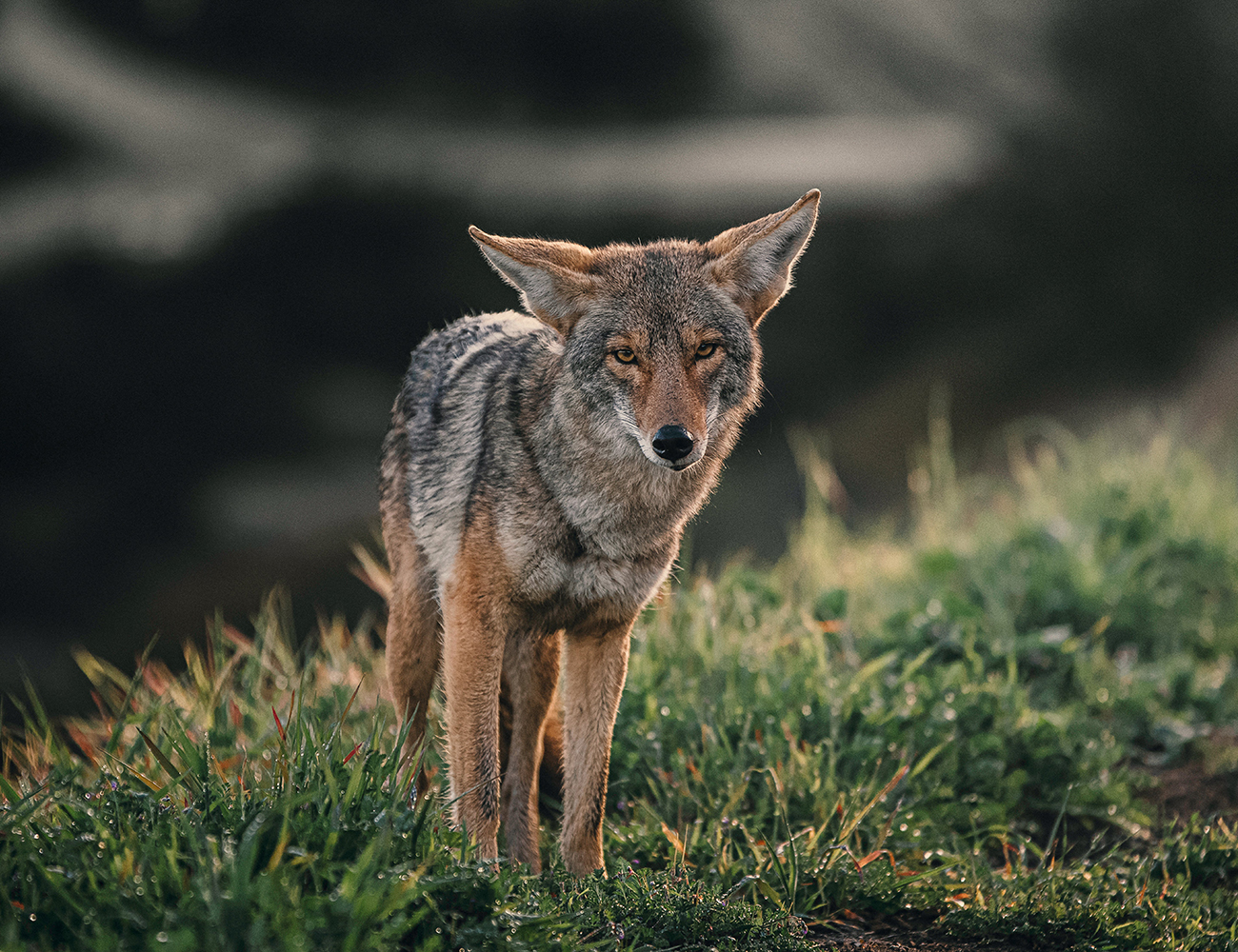 Taller Coyotes en la ciudad