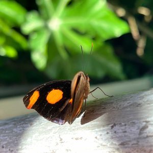 Taller Mariposas, colores al viento