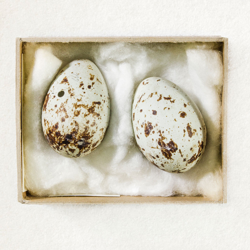 Huevos de la colección de aves del Museo Nacional de Costa Rica