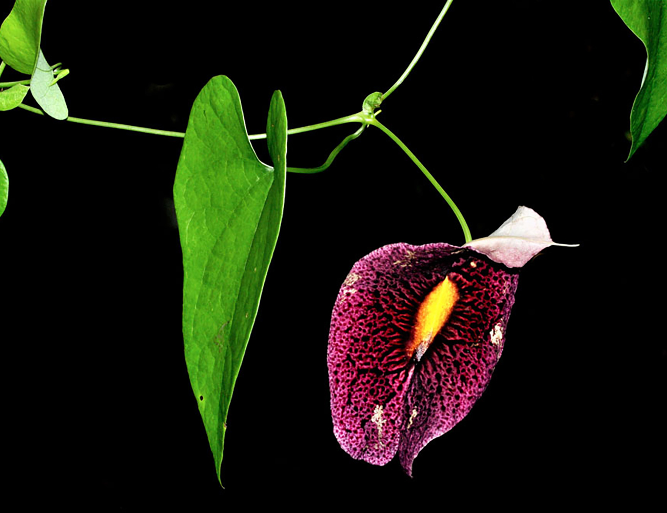 Aristolochia odoratissima