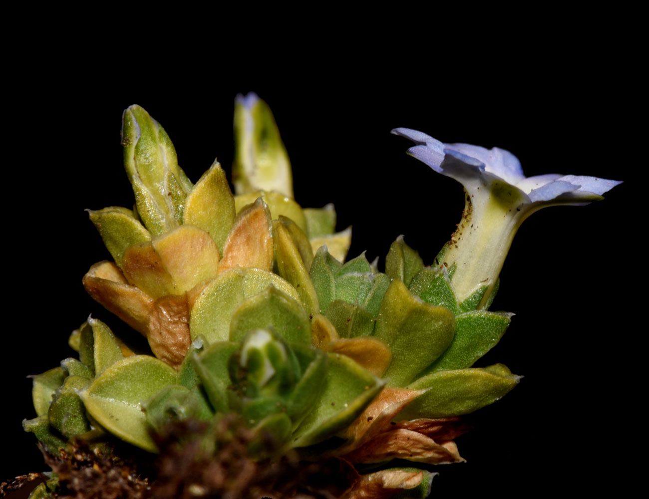 Gentiana bicentenaria