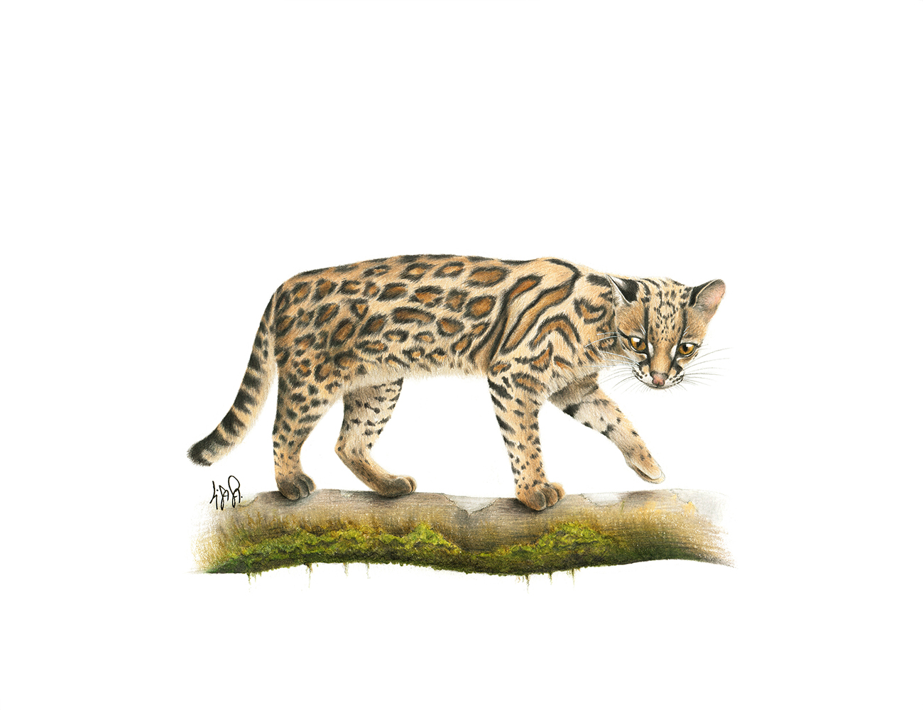 Ilustración de un Leopardus tigrinus TDL Lisa Sanchez Aguilar.