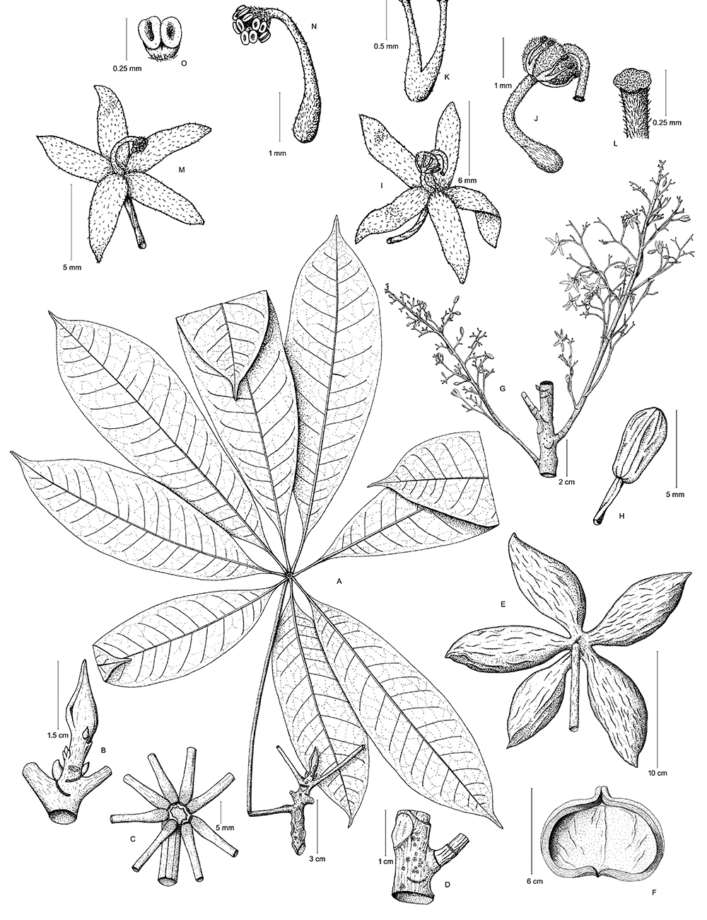 Ilustración de Sterculia allenii
