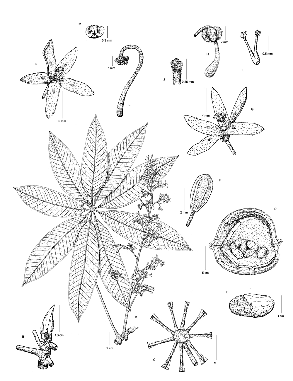 Ilustración Sterculia ornatisepala