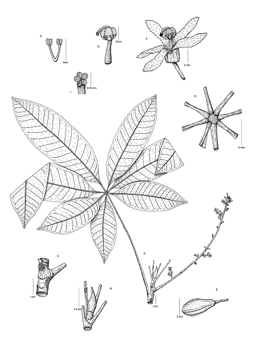 Ilustración Sterculia petensis