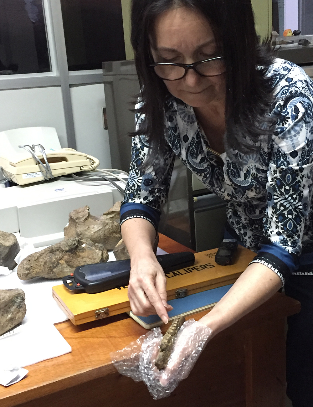 La geóloga Ana Lucía Valerio muestra molares fosilizados