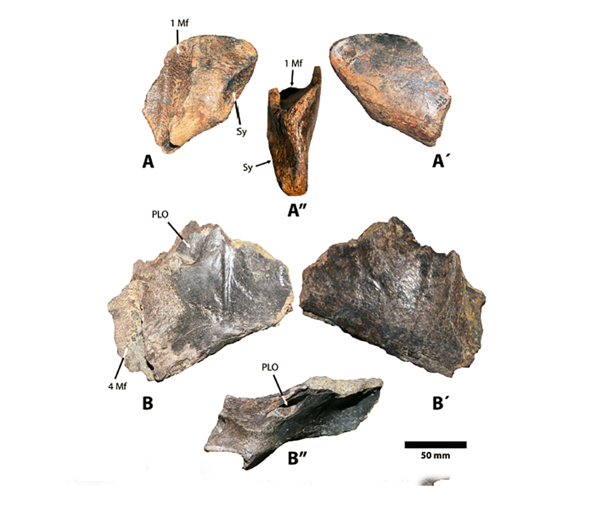 Huesos fosilizados de la mandíbula (foto utilizada para la publicación científica)