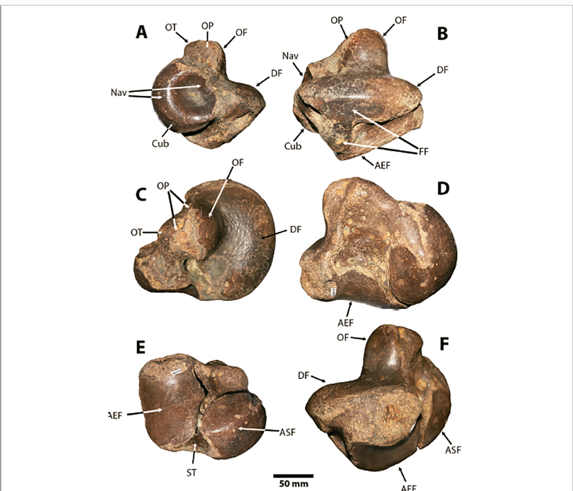 Fotografías del tobillo fosilizado del Sibotherium Ka (foto para la publicación científica)